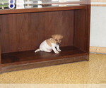 Puppy foster Jack Russell Terrier