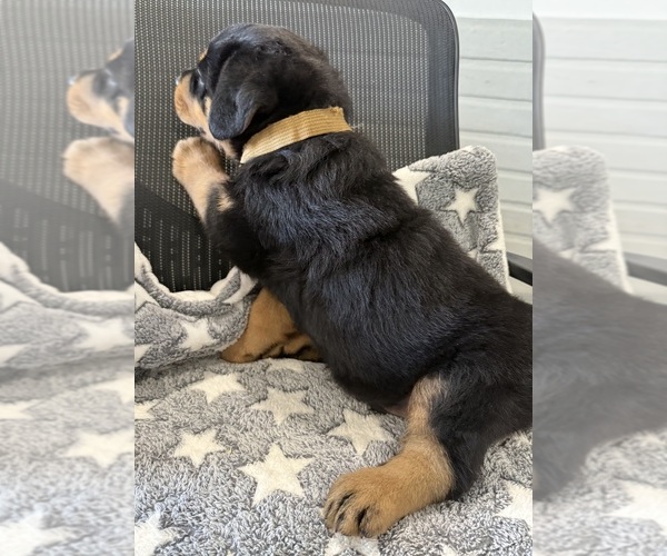 Medium Photo #39 Rottweiler Puppy For Sale in BRIGHTON, CO, USA