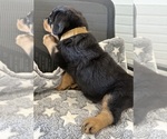 Small #38 Rottweiler