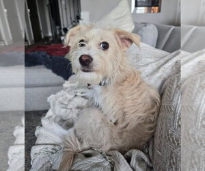 Fox Terrier (Toy)-Unknown Mix Dogs for adoption in Lakewood, CO, USA