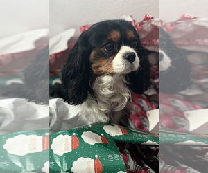 Father of the Cavalier King Charles Spaniel puppies born on 12/03/2022