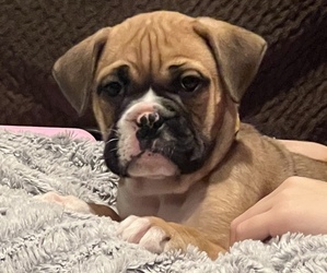 Valley Bulldog Puppy for sale in KENT, WA, USA