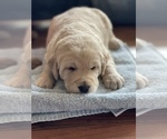 Small #1 Labradoodle