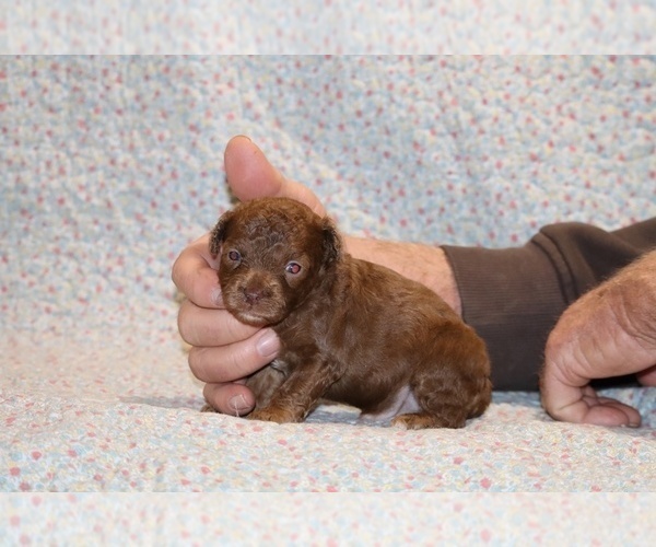 Medium Photo #9 Poodle (Toy) Puppy For Sale in DYERSBURG, TN, USA