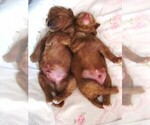 Puppy Chester and Red Miniature Labradoodle