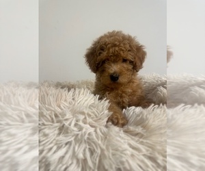 Poodle (Miniature) Puppy for sale in DURHAM, NC, USA