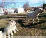 Small Photo #13 German Shepherd Dog Puppy For Sale in FERN CREEK, KY, USA