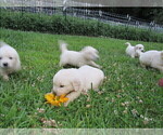 Small Photo #17 Golden Retriever Puppy For Sale in MILLVILLE, MA, USA