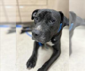 American Pit Bull Terrier-Unknown Mix Dogs for adoption in Saginaw, MI, USA