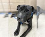 Small American Pit Bull Terrier Mix