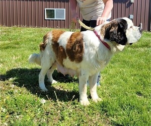 Mother of the Saint Bernard puppies born on 04/11/2023