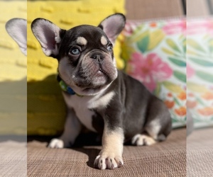 French Bulldog Puppy for sale in ROANOKE RAPIDS, NC, USA