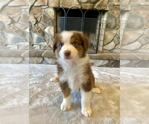 Australian Shepherd Puppy for sale in ABINGDON, VA, USA