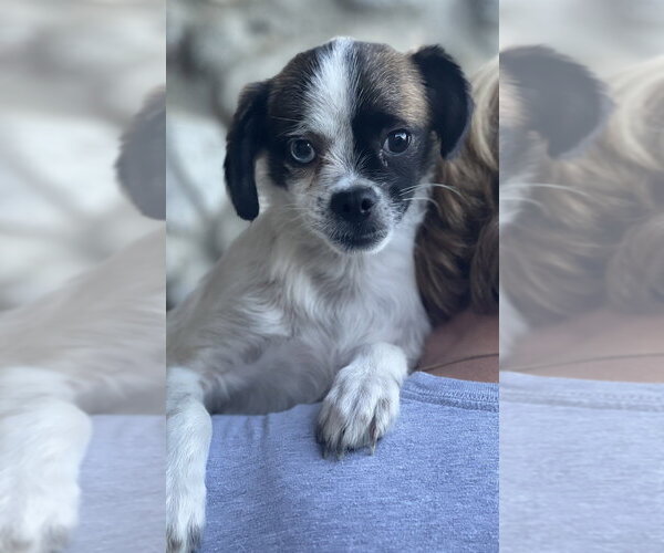 Medium Photo #1 Pug-Unknown Mix Puppy For Sale in Dana Point, CA, USA