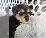 Small #2 Chihuahua Mix