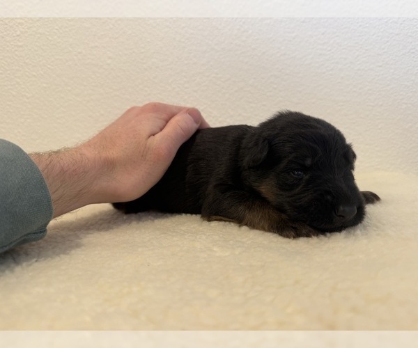 Medium Photo #2 German Shepherd Dog Puppy For Sale in VANCOUVER, WA, USA