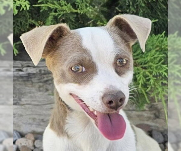 Medium Photo #1 Rat Terrier Puppy For Sale in Albuquerque, NM, USA