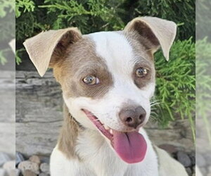 Rat Terrier Dogs for adoption in Albuquerque, NM, USA