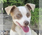 Small Rat Terrier