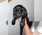 Small Photo #1 Goldendoodle Puppy For Sale in LATROBE, PA, USA