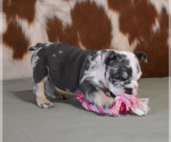 Medium Photo #3 English Bulldog Puppy For Sale in MARSHFIELD, MO, USA