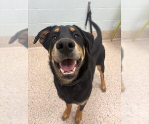 Doberman Pinscher-Siberian Husky Mix Dogs for adoption in Brighton, CO, USA