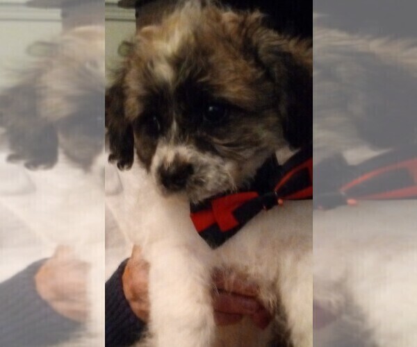 Medium Photo #1 Shorkie Tzu Puppy For Sale in LAWRENCEVILLE, GA, USA