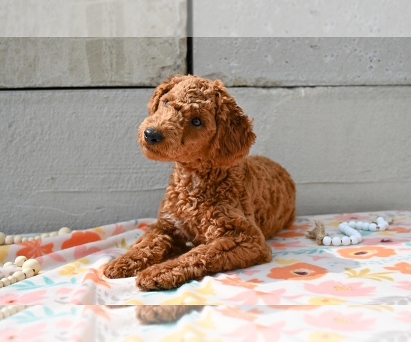 Medium Photo #4 Poodle (Miniature) Puppy For Sale in MILLERSBURG, OH, USA
