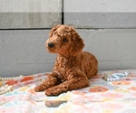 Small #3 Poodle (Miniature)