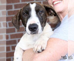 Oliver - Male Dachshund-Pointer Mix Dog for Adoption - Photo #6