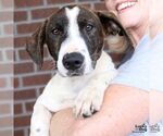 Small Photo #6 Dachshund-Pointer Mix Puppy For Sale in Washington, DC, USA