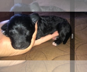 Bernedoodle Puppy for sale in LORETTA, WI, USA