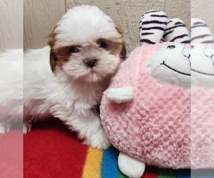 Shih Tzu Puppy for sale in WILLOW SPRINGS, MO, USA