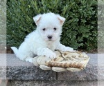 Small #2 Maltese