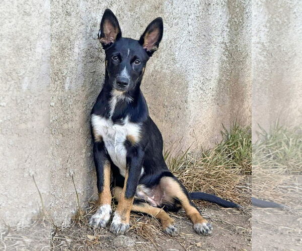 Medium Photo #2 German Shepherd Dog-Unknown Mix Puppy For Sale in Corona, CA, USA