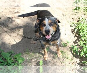 Beagle-Unknown Mix Dogs for adoption in Frenchburg, KY, USA