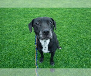 EMBER - Female Labrador Retriever-Unknown Mix Dog for Adoption - Photo #2