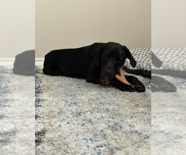 Medium Photo #3 Great Dane Puppy For Sale in Bullard, TX, USA