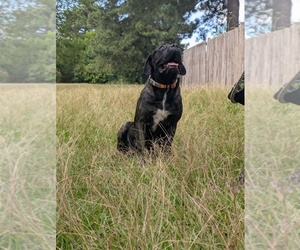 Mother of the Cane Corso puppies born on 09/13/2025