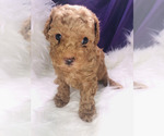 Small Photo #3 Poodle (Toy) Puppy For Sale in CARTHAGE, MO, USA