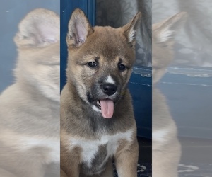 Shiba Inu Puppy for sale in HARRISONBURG, VA, USA