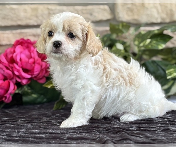 Medium Photo #9 Cav-A-Malt Puppy For Sale in ROCK STREAM, NY, USA