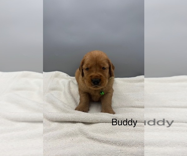Medium Photo #2 Golden Retriever Puppy For Sale in FREDERICKSBG, OH, USA