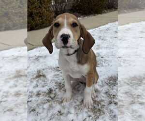 Labrador Retriever-Unknown Mix Dogs for adoption in LAKE ST LOUIS, MO, USA