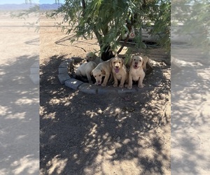 Golden Labrador Puppy for sale in BUCKEYE, AZ, USA