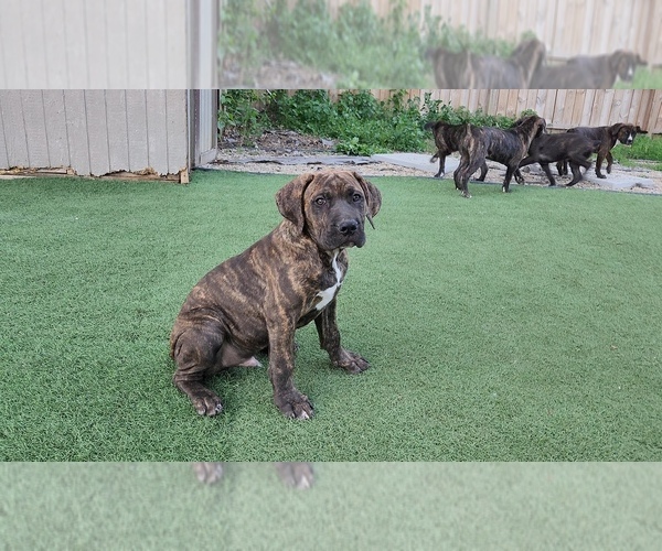 Medium Photo #34 America Bandogge Mastiff Puppy For Sale in JOLIET, IL, USA