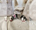 Small Photo #38 Sheepadoodle Puppy For Sale in LEHI, UT, USA