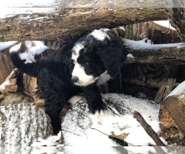 Medium Photo #21 Aussiedoodle-Poodle (Standard) Mix Puppy For Sale in COMMERCE, MI, USA