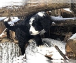 Small Photo #21 Aussiedoodle-Poodle (Standard) Mix Puppy For Sale in COMMERCE, MI, USA