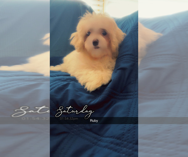Medium Photo #11 Maltipoo (Miniature) Puppy For Sale in HIGH POINT, NC, USA